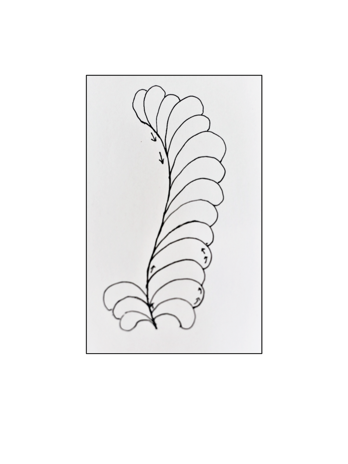how to quilt feathers with free-motion and rulerwork - weallsew